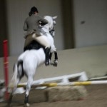 Lusitano Breed show 2011