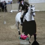 Lusitano Breed show 2011