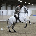 Lusitano Breed show 2011