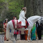 Lusitano at a Bollywood Wedding 3