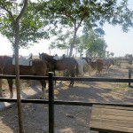 Cattle Training 1