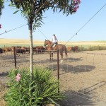 Cattle Training 3