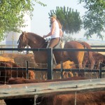 Cattle Training 4