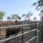 Cattle Training 5