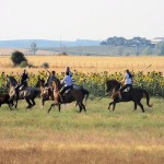 Cattle Training 6