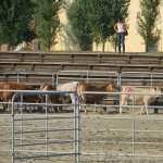 Working Equitation Championships 2013 2